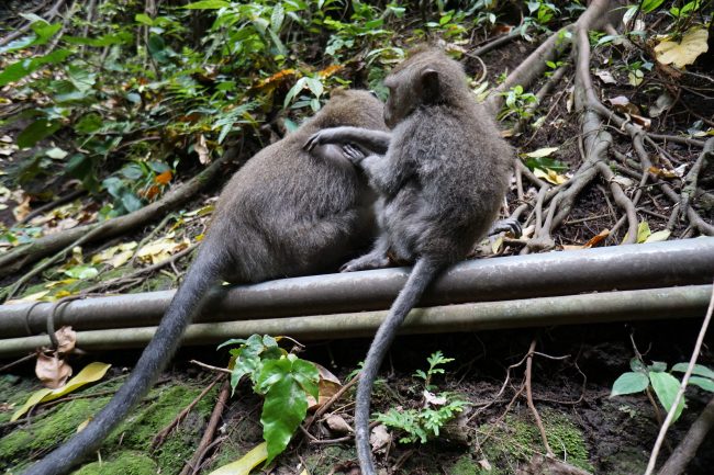 Monkey Forest Bali